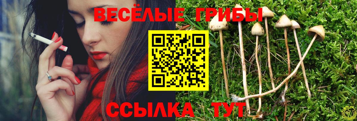 Псилоцибиновые грибы Cubensis  Вход с VPN  Геленджик 